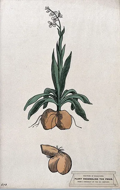 Orchid roots resembling male genitalia in a herbal. (Credit: Wellcome Images)