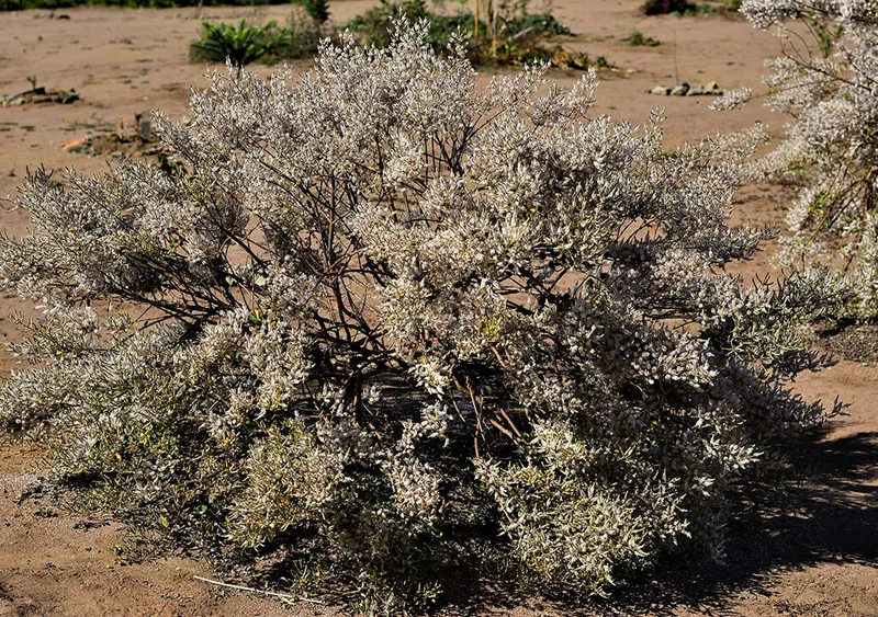 Commiphora myrrha (myrrh)