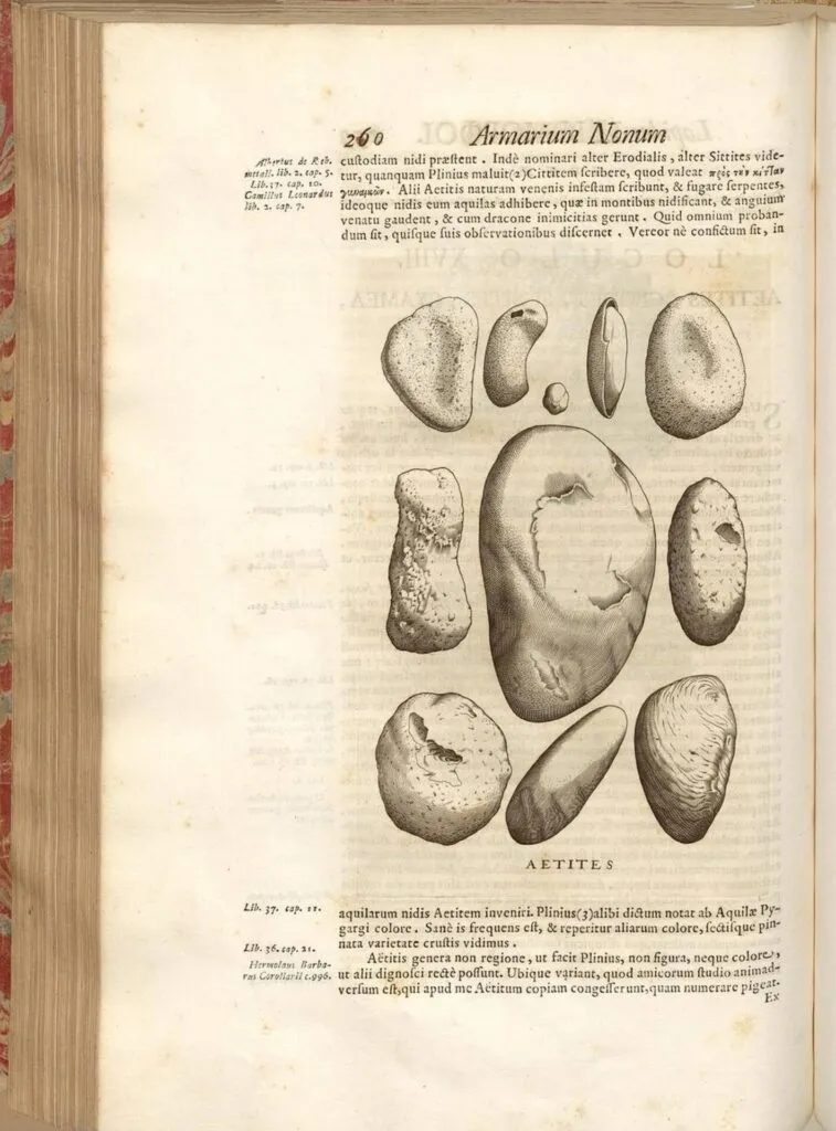 Illustration of Aetites