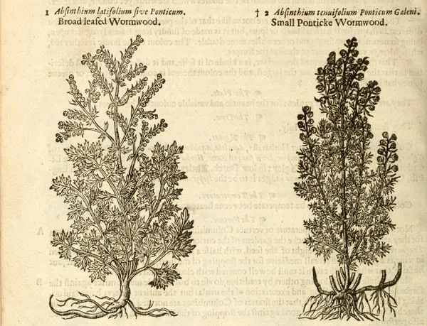 Wormwood (Artemisia absinthium) in John Gerard’s The herball: or, Generall historie of plantes (1636). (Wellcome Images)