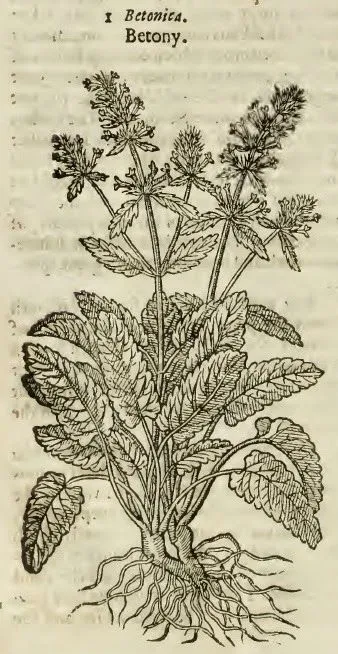 A woodcut depicting betony in John Gerard’s The herball, or, Generall historie of plantes (1636).