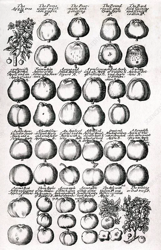 Apple varieties in a herbal from the 1680s. Credit: George Bernard (Science Photo Library).