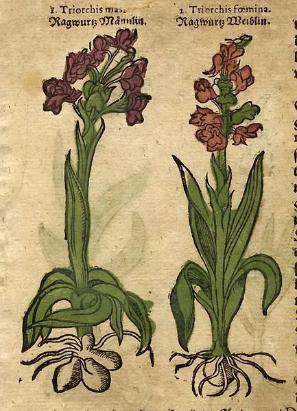 The 'testicles' of Satyrion in Adam Lonicer's Kräuterbuch und Künstliche Conterfeytunge (1577). (Public Domain)