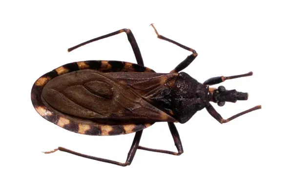 Triatoma infestans, a species of kissing bug that transmits Trypanosoma cruzi, the parasite responsible for Chagas disease. (Image source: Wikimedia Commons)